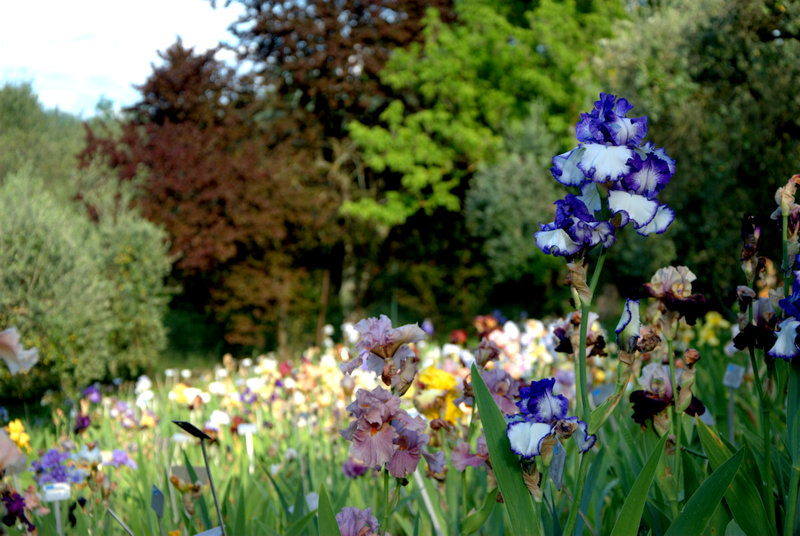 Il Giardino dell'Iris a Firenze (Copyright Il Giardino dell'Iris).