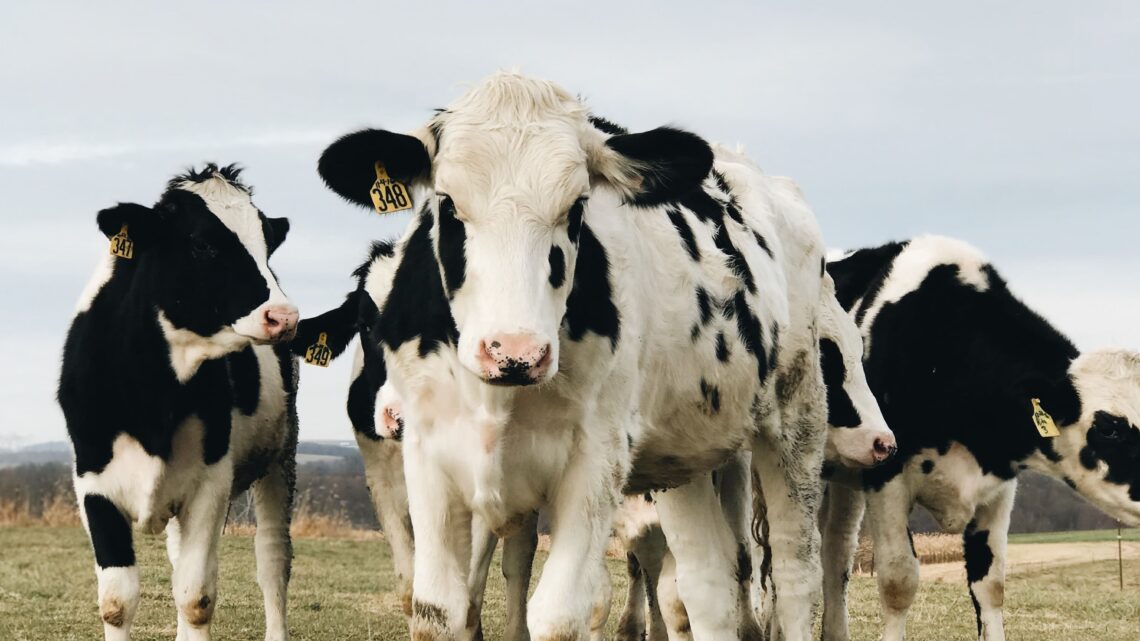 Cowspiracy e il segreto della sostenibilità ambientale Cowspiracy e il segreto della sostenibilità ambientale
