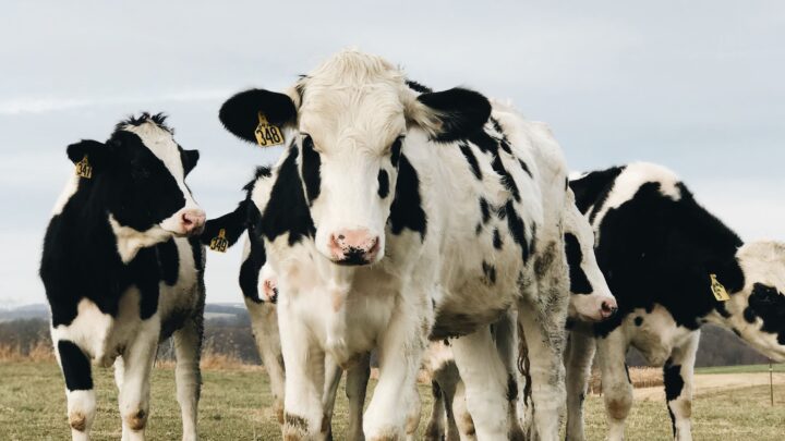 Cowspiracy e il segreto della sostenibilità ambientale