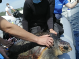 Le tartarughe Spring e Liliana liberate nel mare di Procida