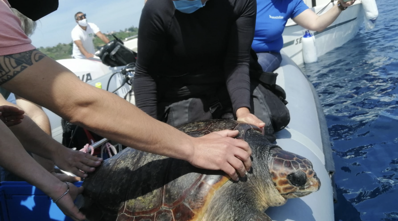 Le tartarughe Spring e Liliana liberate nel mare di Procida Le tartarughe Spring e Liliana liberate nel mare di Procida