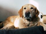 Cani Covid per fiutare il virus più rapidamente di un tampone