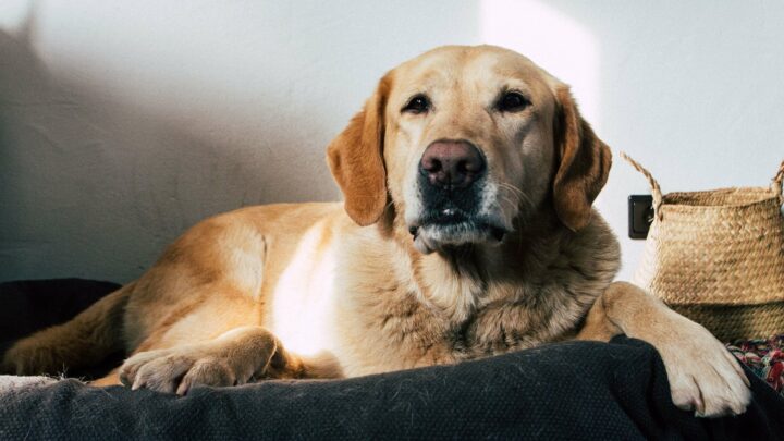 Cani Covid per fiutare il virus più rapidamente di un tampone