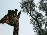 Lo Zoo di Napoli nella Global Coalition