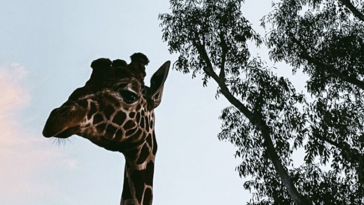 Lo Zoo di Napoli nella Global Coalition