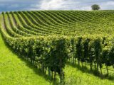 Nasce la “Coalizione Articolo 9” per salvare paesaggio e biodiversità