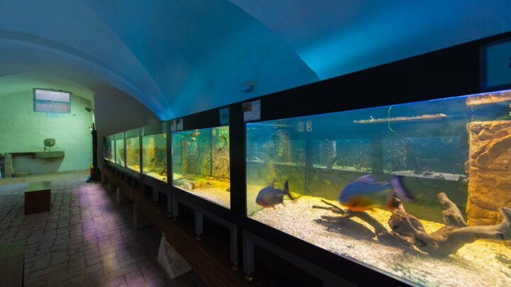 Le acque del territorio nella nuova vasca dell’Acquario al Museo di Storia Naturale