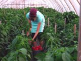 Agricoltura, accordo Ue sulla riforma della Pac