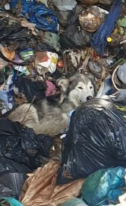 Salvato Toto, il cane finito nel trituratore dei rifiuti della discarica di Livorno