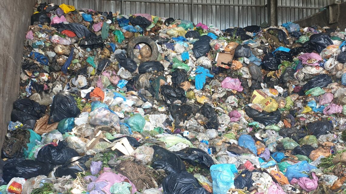 Salvato Toto, il cane finito nel trita-rifiuti della discarica di Livorno Salvato Toto, il cane finito nel trita-rifiuti della discarica di Livorno