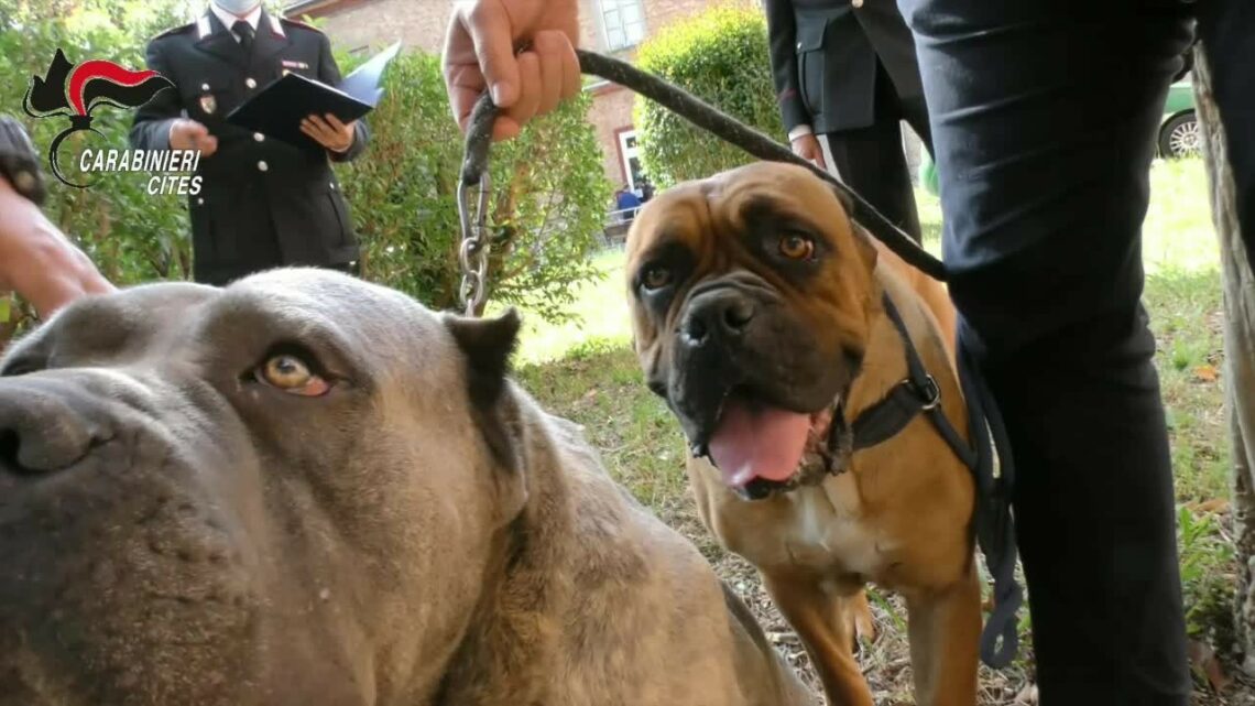 Maltrattamento cani e traffico di cuccioli, 40 denunce Maltrattamento cani e traffico di cuccioli, 40 denunce