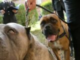 Maltrattamento cani e traffico di cuccioli, 40 denunce