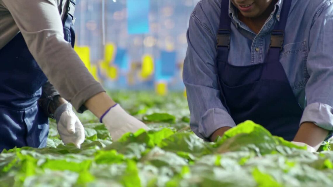 La bioeconomia in Italia vale 317 mld La bioeconomia in Italia vale 317 mld