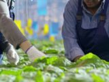 La bioeconomia in Italia vale 317 mld
