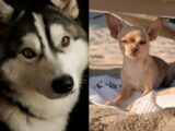 Giornata mondiale del cane, il migliore amico dell’uomo star dei social