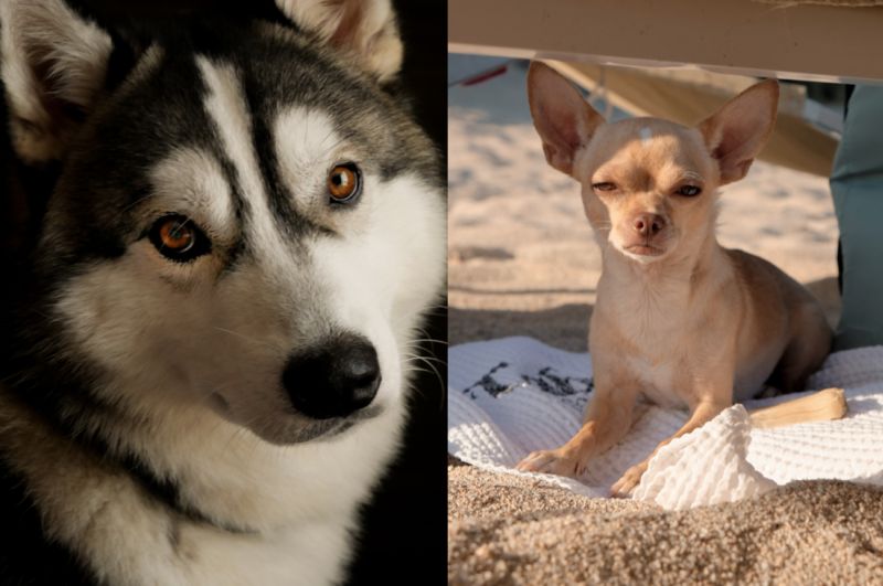 Giornata mondiale del cane, il migliore amico dell’uomo star dei social Giornata mondiale del cane, il migliore amico dell’uomo star dei social