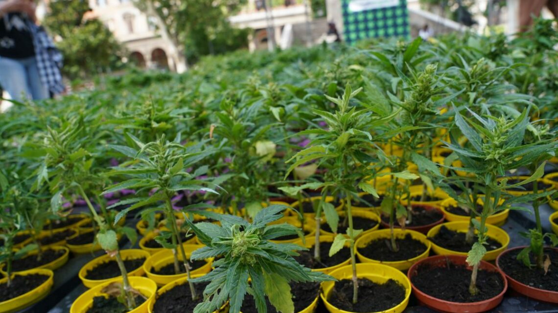Cannabis, primo via libera alla coltivazione in casa fino a 4 piante Cannabis, primo via libera alla coltivazione in casa fino a 4 piante