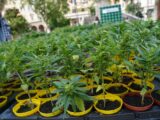 Cannabis, primo via libera alla coltivazione in casa fino a 4 piante
