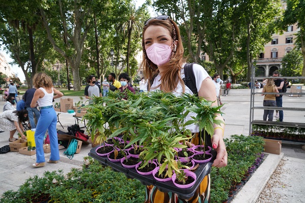 Cannabis, raggiunte 500.000 firme per referendum legalizzazione Cannabis, raggiunte 500.000 firme per referendum legalizzazione