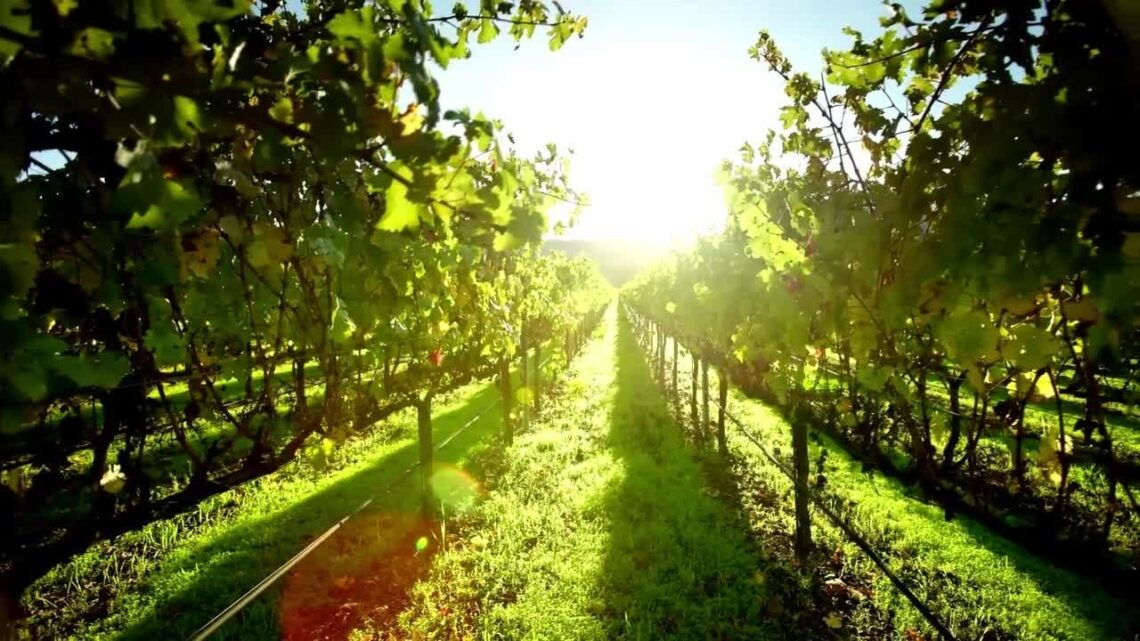 Elevati standard sostenibilità per 48% aziende agricole
Elevati standard sostenibilità per 48% aziende agricole