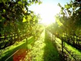 Elevati standard sostenibilità per 48% aziende agricole 