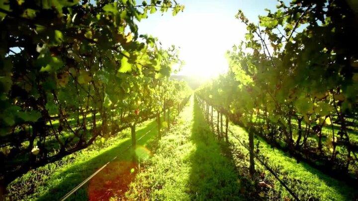 Elevati standard sostenibilità per 48% aziende agricole 