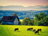 La carne in vitro e l’autogol green dell’Europa