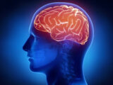 Humanitas, così il cervello si protegge dalle infiammazioni intestinali