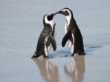 I pinguini come noi: si riconoscono attraverso i sensi