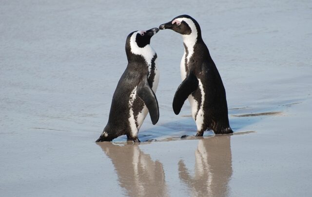 I pinguini come noi: si riconoscono attraverso i sensi