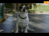 Anni da cane, il trailer