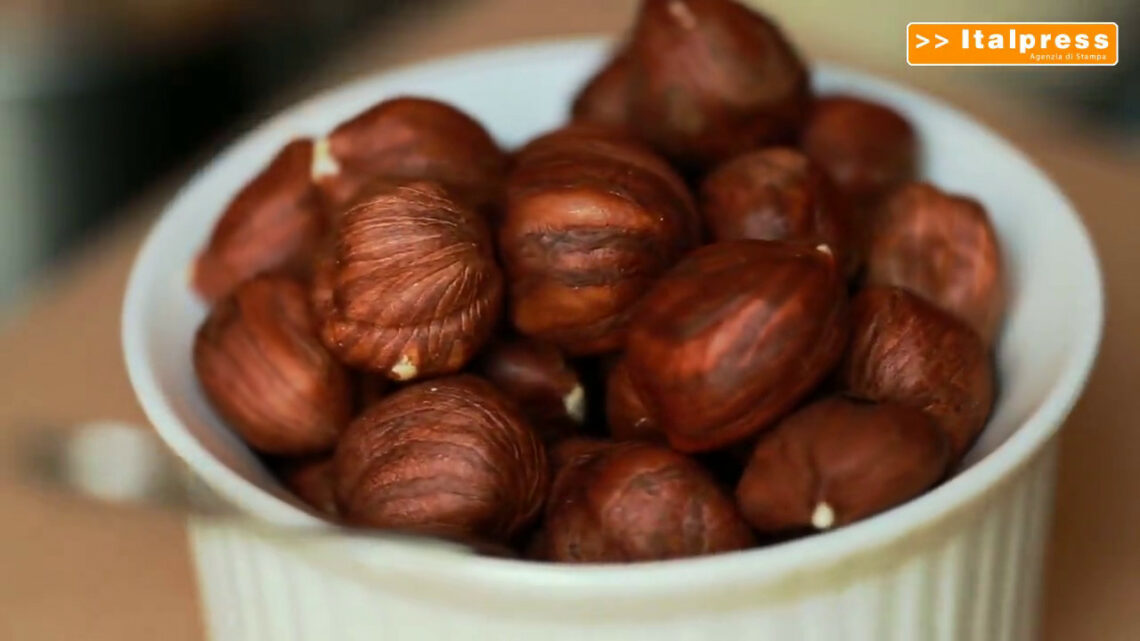 Produzione di nocciole in calo per meteo e parassiti Produzione di nocciole in calo per meteo e parassiti