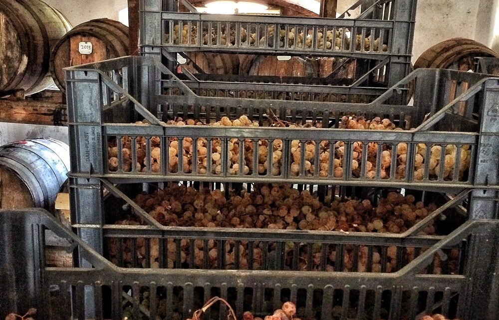 Vinsanto, il migliore d’Italia viene dalla provincia di Arezzo