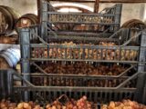 Vinsanto, il migliore d’Italia viene dalla provincia di Arezzo
