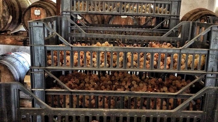 Vinsanto, il migliore d’Italia viene dalla provincia di Arezzo