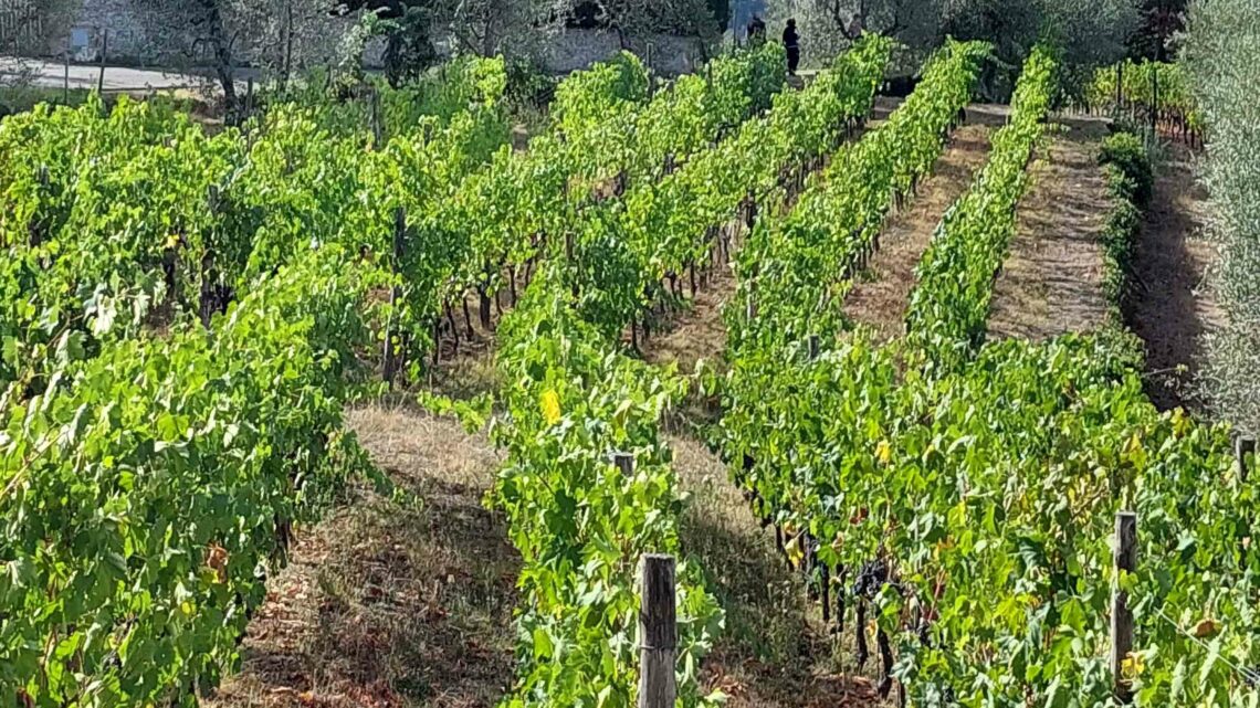 Chianti: terra di panorami ricchi di colori e sapori Chianti: terra di panorami ricchi di colori e sapori