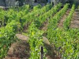 Chianti: terra di panorami ricchi di colori e sapori