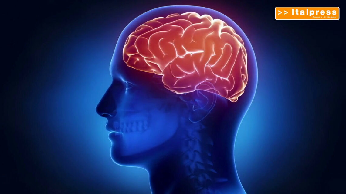 Scoperte, così il cervello si protegge dalle infiammazioni intestinali Scoperte, così il cervello si protegge dalle infiammazioni intestinali