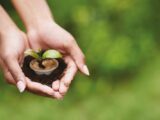 Caffè Borbone lancia una capsula amica della natura