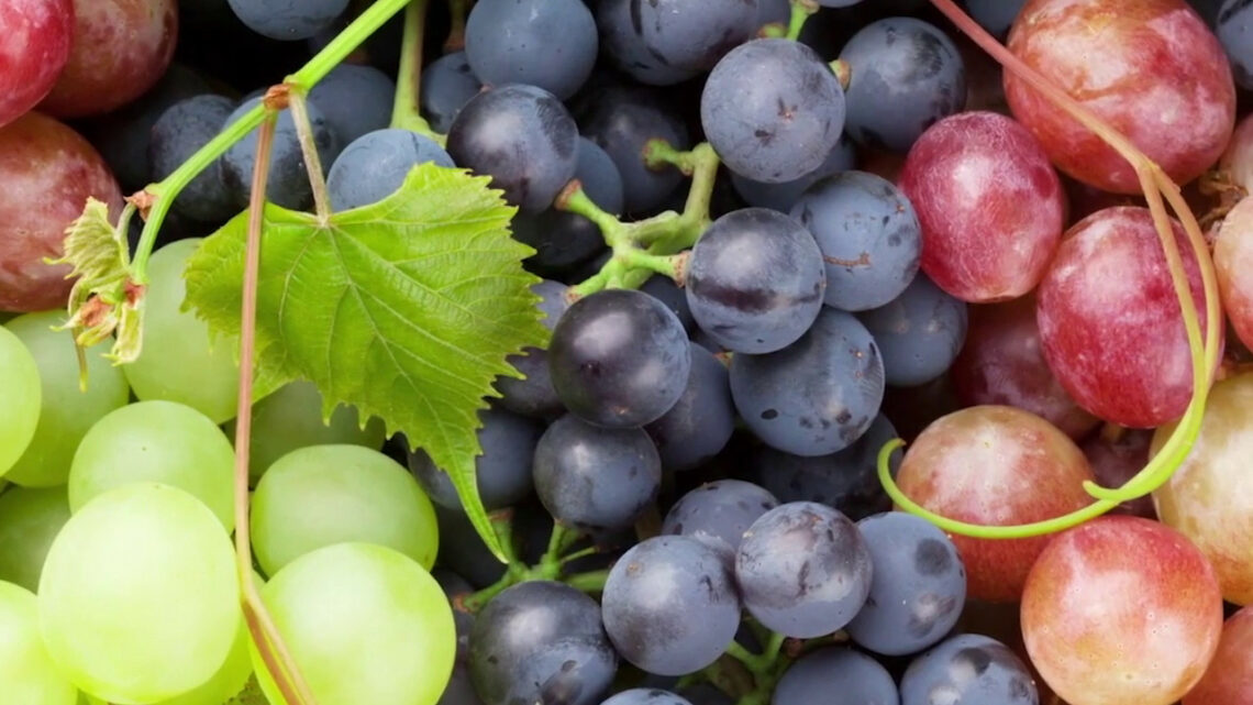 Viticoltura, con Life Green Grapes 50% fitofarmaci in meno Viticoltura, con Life Green Grapes 50% fitofarmaci in meno