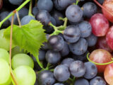 Viticoltura, con Life Green Grapes 50% fitofarmaci in meno