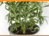 Sorsi di benessere – Tre tisane salutari