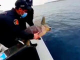 Carabinieri restituiscono al mare tartaruga marina “Fiamma”