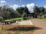 Palermo, dagli ulivi del “Giardino della memoria” nasce l’olio santo