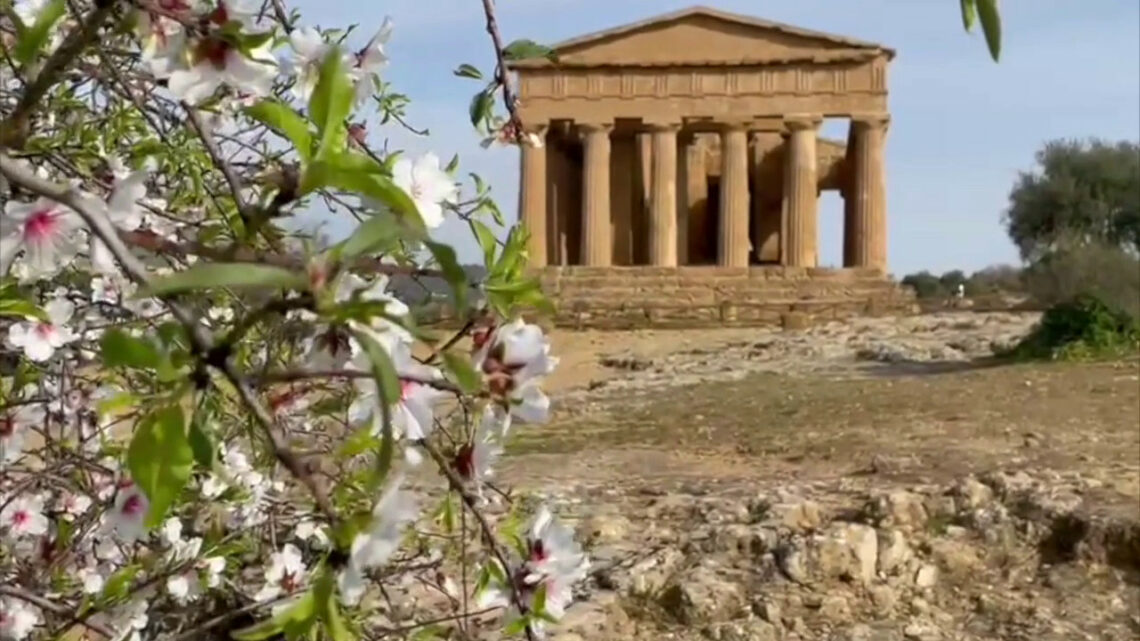 Alla Valle dei Templi lo spettacolo dei mandorli in fiore Alla Valle dei Templi lo spettacolo dei mandorli in fiore