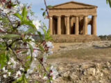 Alla Valle dei Templi lo spettacolo dei mandorli in fiore