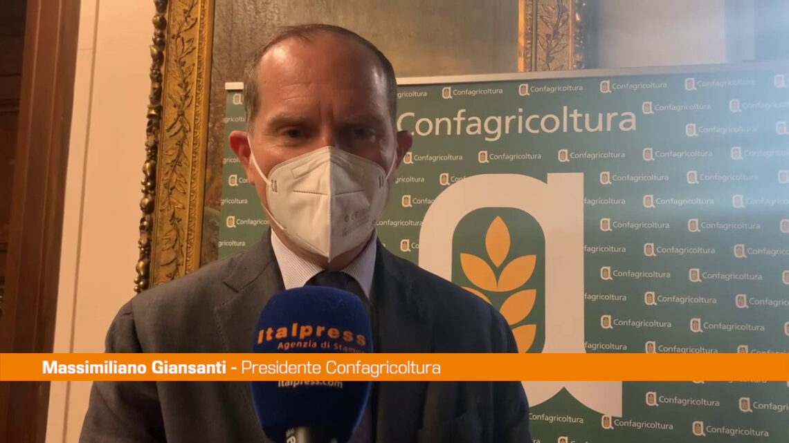 Agroalimentare, Giansanti “Valorizzare la filiera del grano duro” Agroalimentare, Giansanti “Valorizzare la filiera del grano duro”
