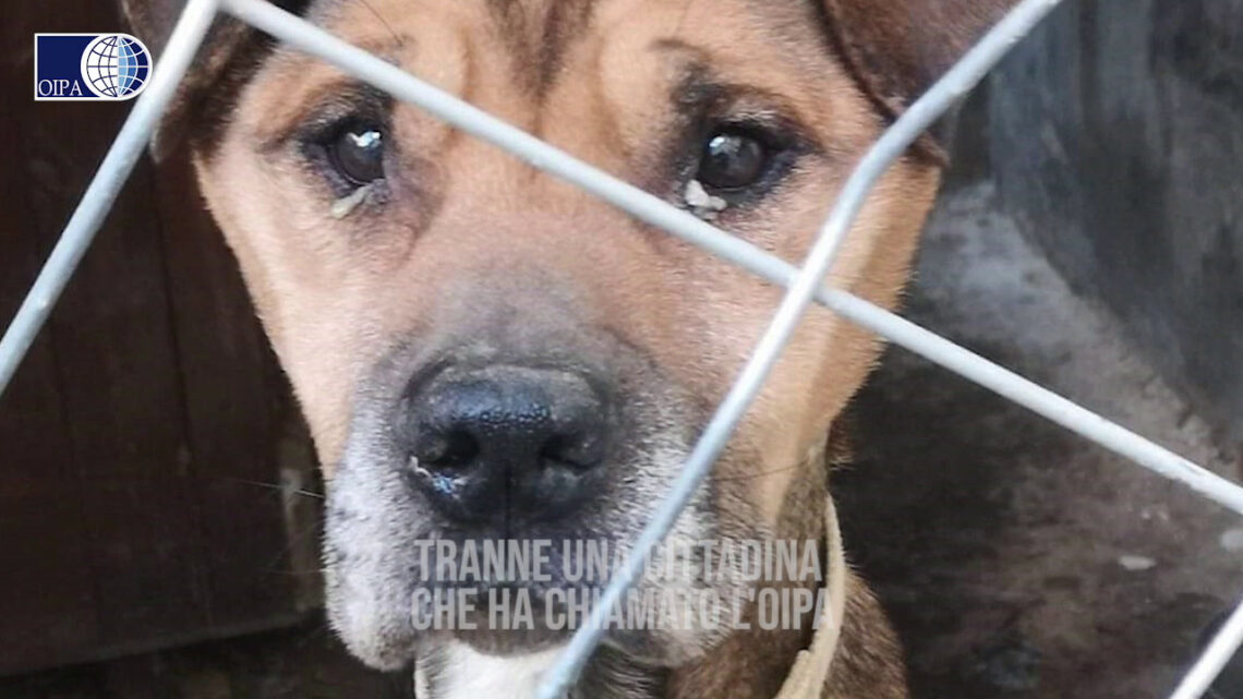 Ragusa, gli animalisti dell’Oipa liberano un cane denutrito Ragusa, gli animalisti dell’Oipa liberano un cane denutrito