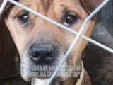 Ragusa, gli animalisti dell’Oipa liberano un cane denutrito