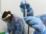 Covid, 72.568 nuovi casi e 137 decessi